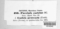 Puccinia caricina image